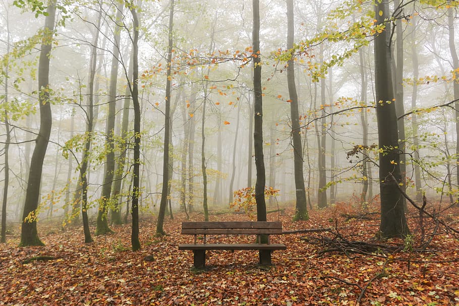 brown wooden bench, tree, conversation, sit, seat, chair, mist HD wallpaper