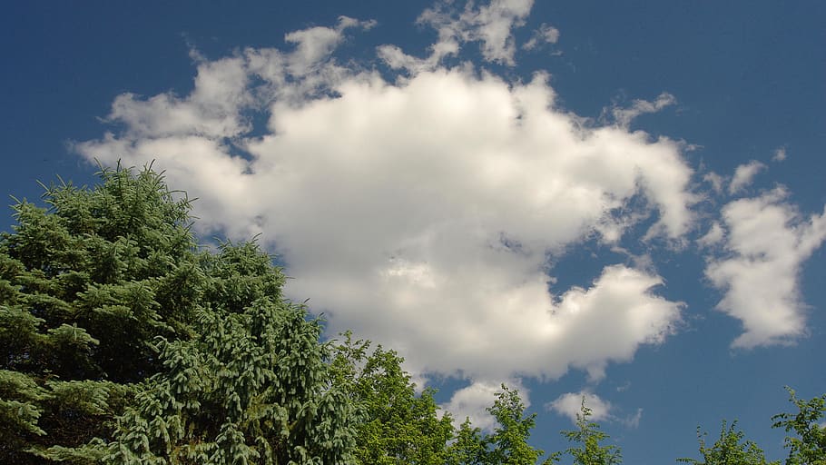 weather, clouds, blue sky, nature, desktop background, tree HD wallpaper