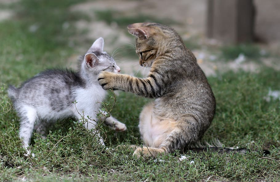 cat, small, play, funny, cute, animals, animal themes, mammal HD wallpaper