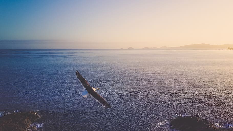 bird, sunrise, ocean, fly, flight, drone, morning, peace, calm HD wallpaper