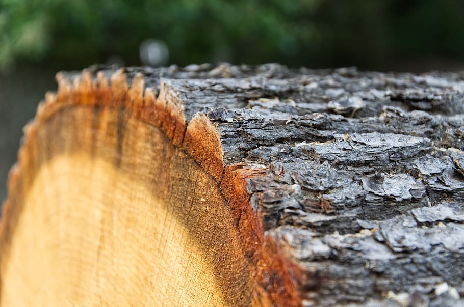 wood, log, tree, rings, growth, nature, forest, firewood, logs HD wallpaper
