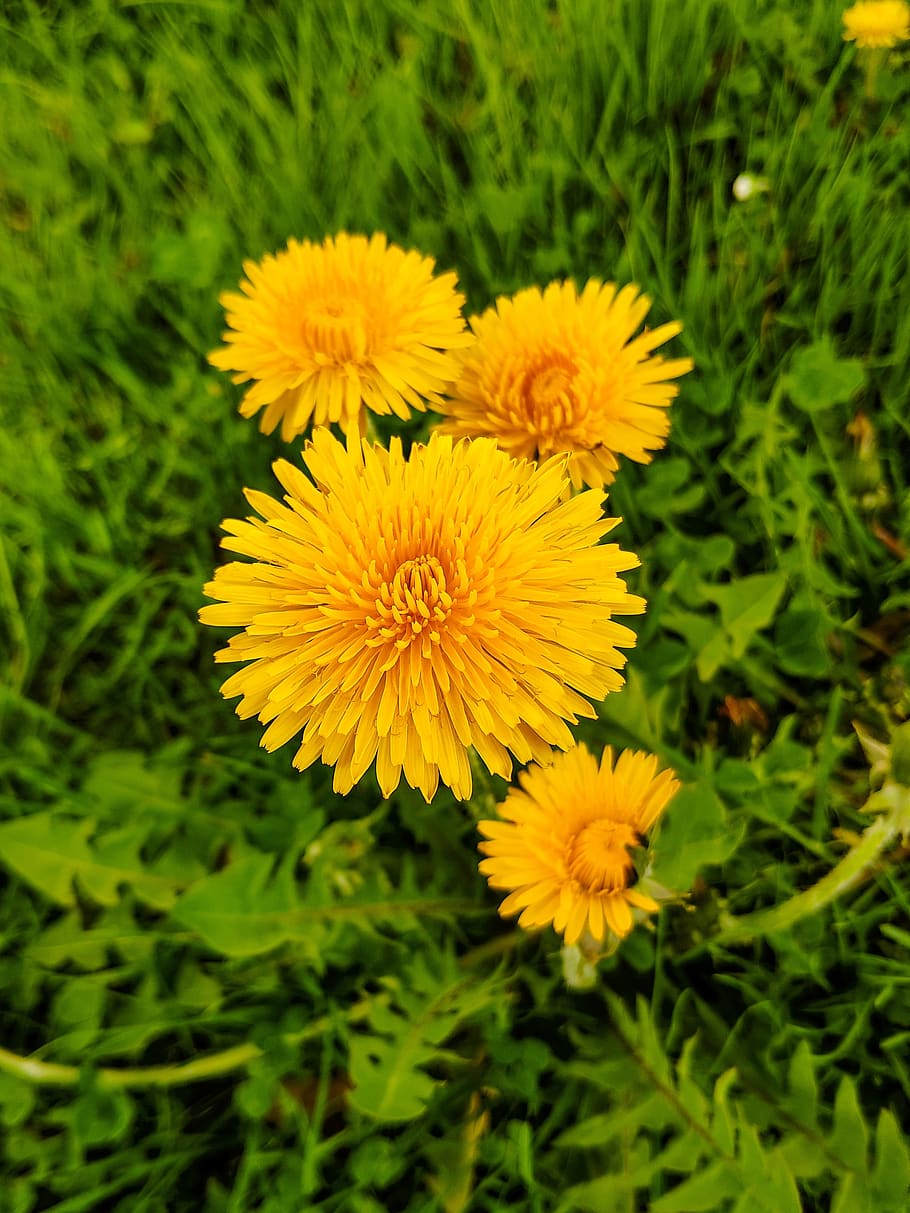 dandelion, yellow, nature, spring, meadow, garden, wild flower HD wallpaper