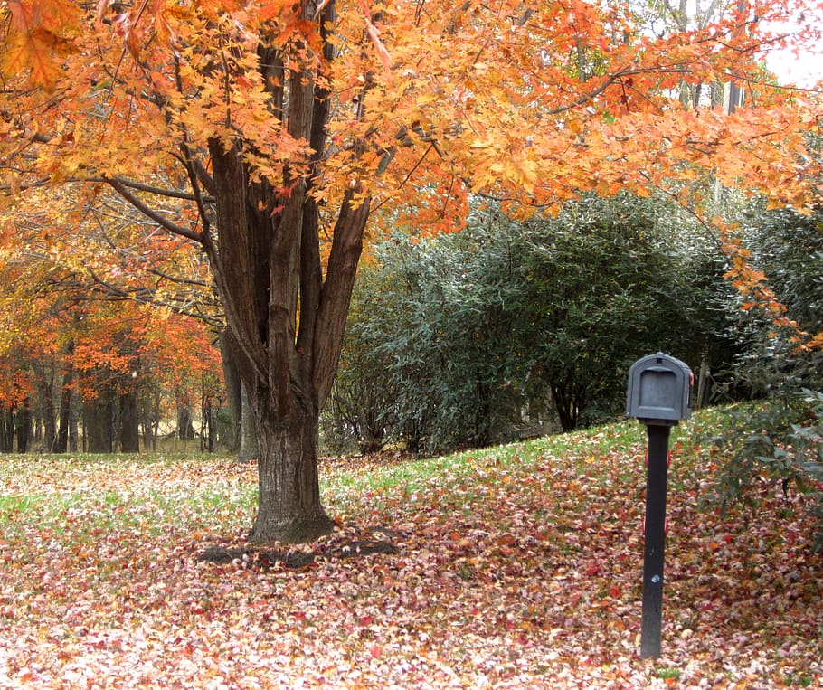 fall, leaves, mailbox, autumn, tree, change, plant, leaf, plant part HD wallpaper