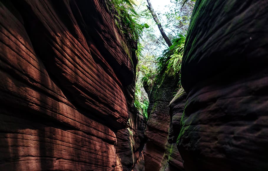 brown canyon, flora, tree, redwood, plant, rainforest, outdoors HD wallpaper
