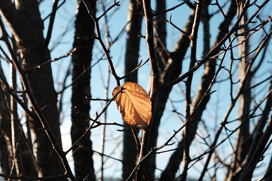 leaves, natural, light, fall, trees, autumn, japan, nature HD wallpaper