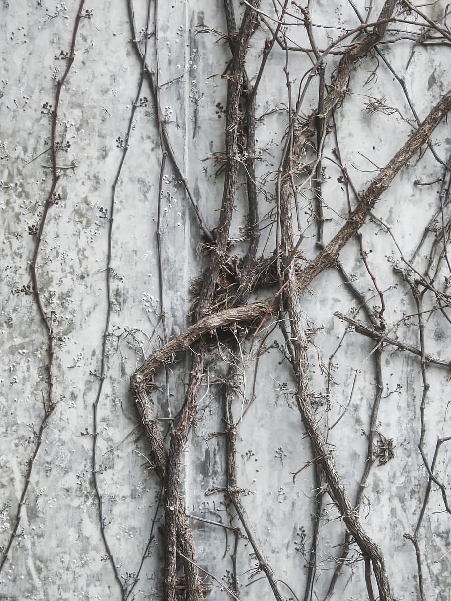 twigs on white surface, plant, tree, no people, day, close-up HD wallpaper