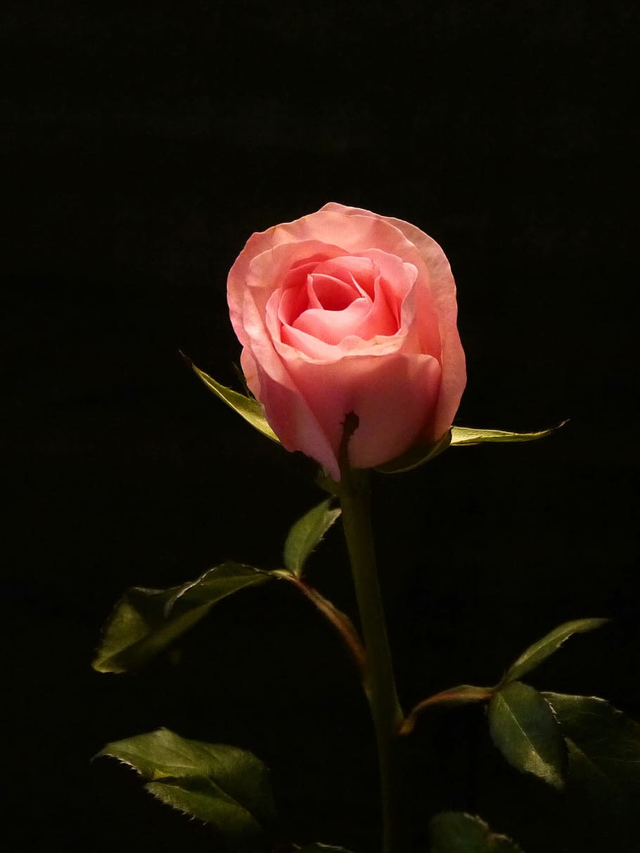Pink rose bud against black background., pictures of flowers, HD wallpaper