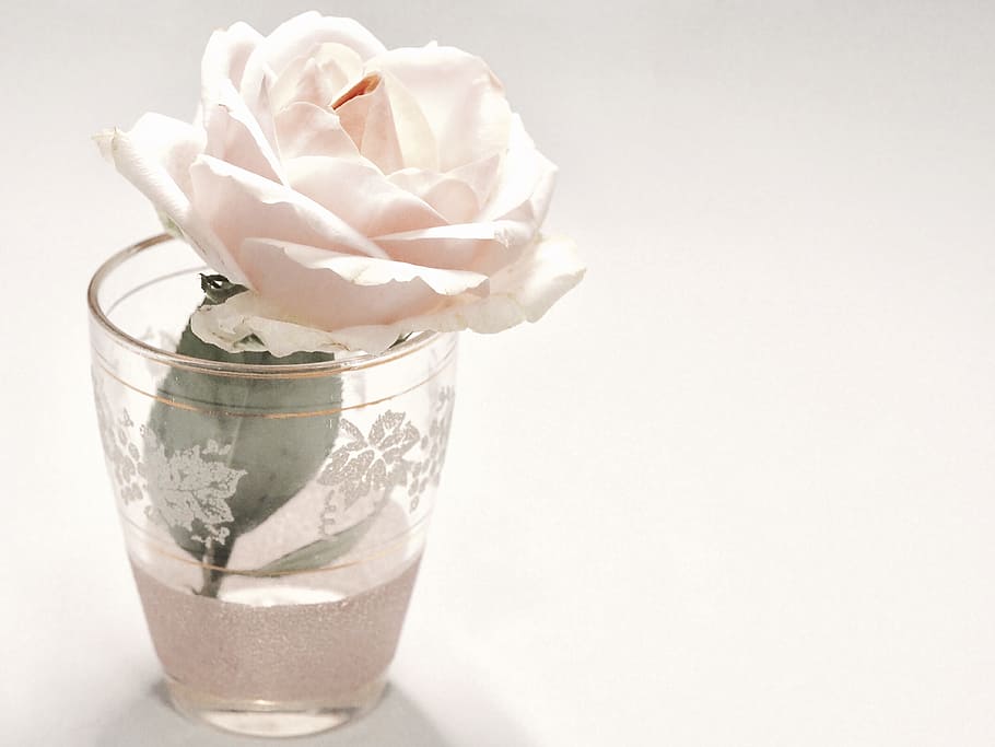 White Rose Flower in Clear Drinking Glass, bloom, blossom, flora HD wallpaper