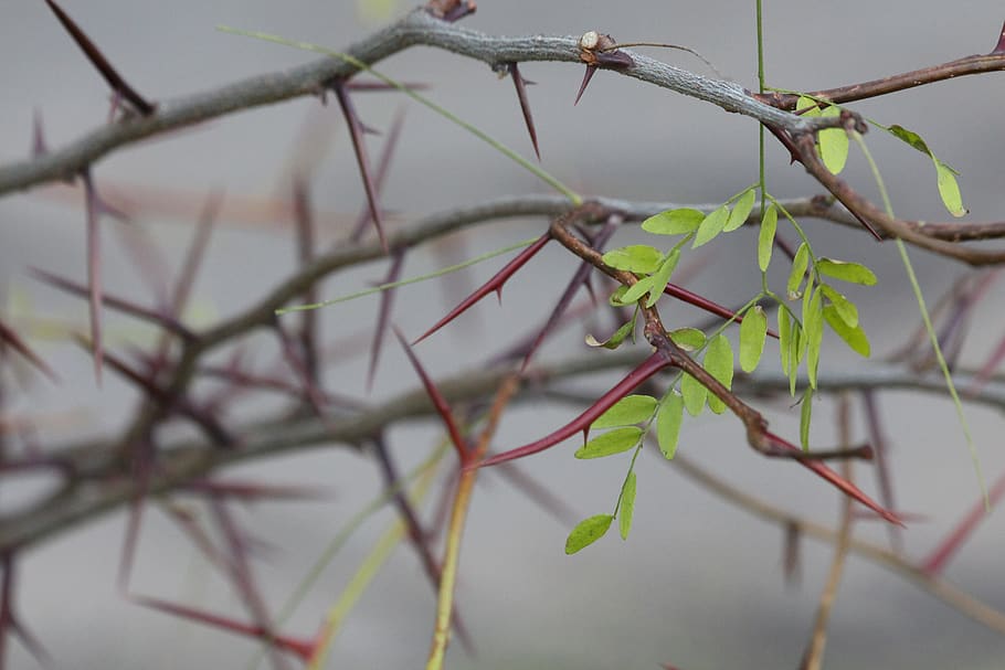 acacia, tree, plant, barb, leaves, branch, flora, grey, scratchy