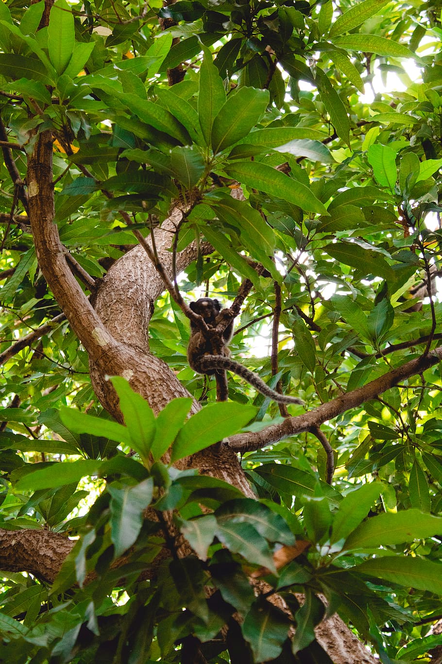 green-leafed tree, animal, mammal, accipiter, bird, monkey, wildlife HD wallpaper