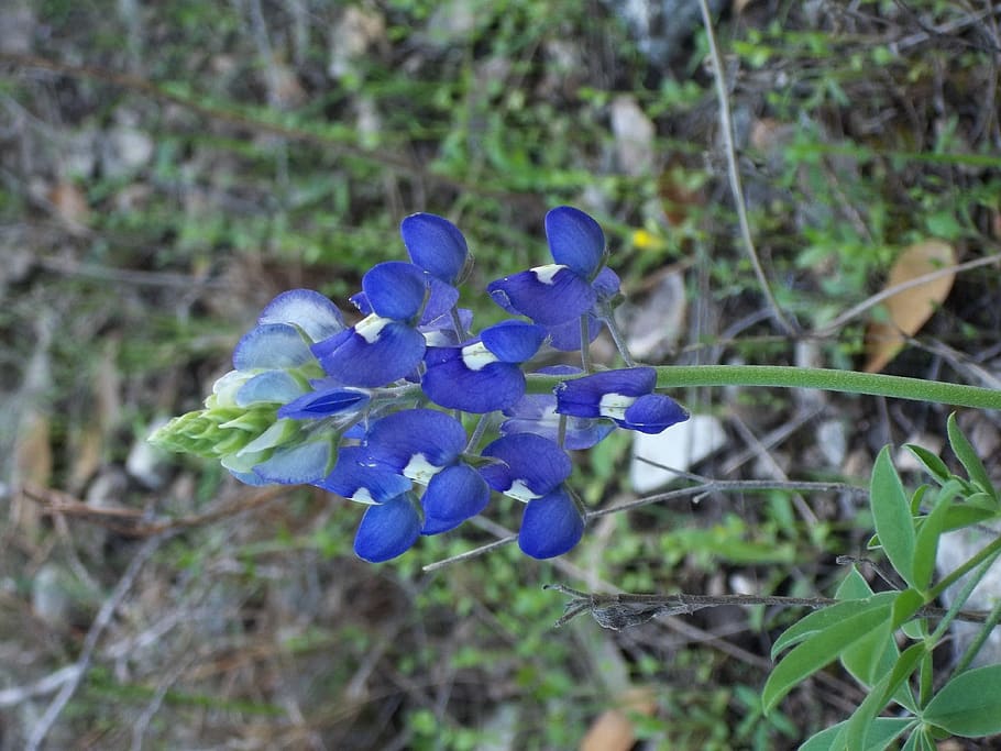 Blue bud blue