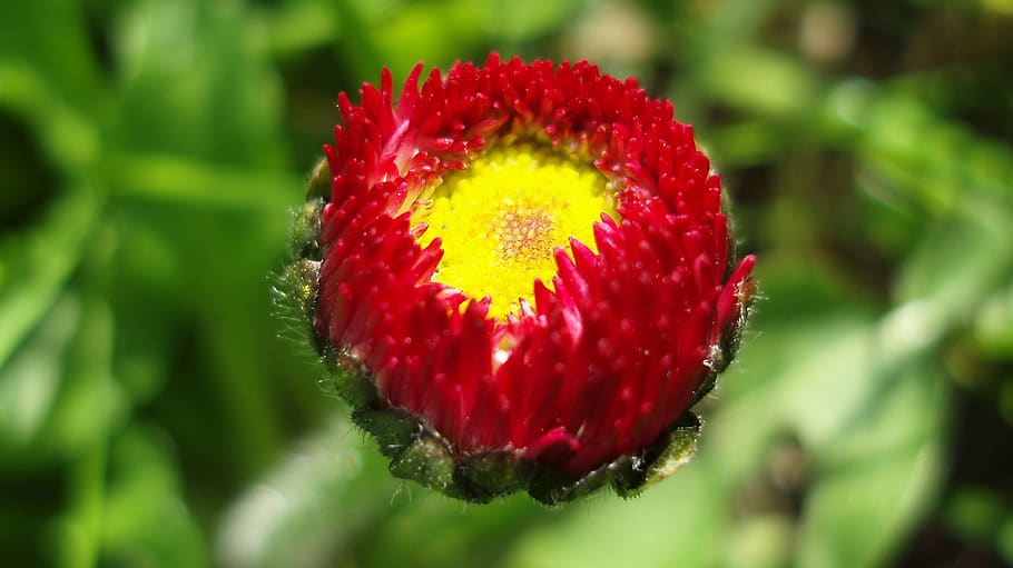 daisy, flower, flowers, spring, garden, summer, nature, floral HD wallpaper