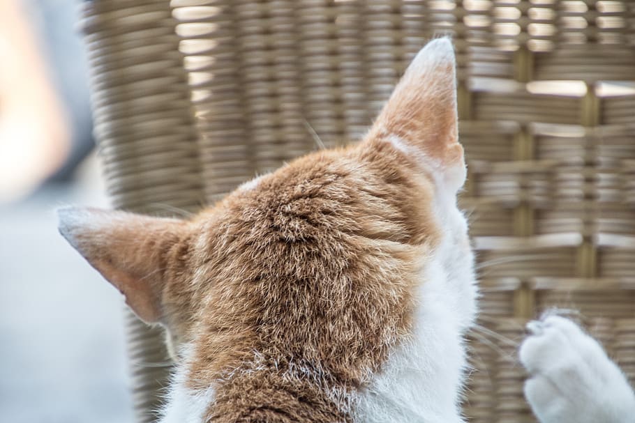 greece, kos, fur, cat, chair, summer, animal, mammal, one animal HD wallpaper