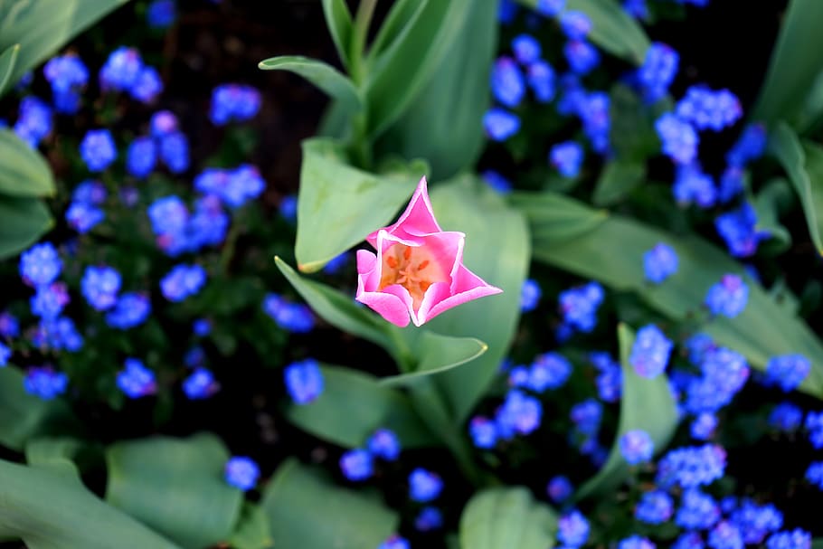 Pink Flower Illustration, bloom, blooming, blossom, blur, close-up HD wallpaper