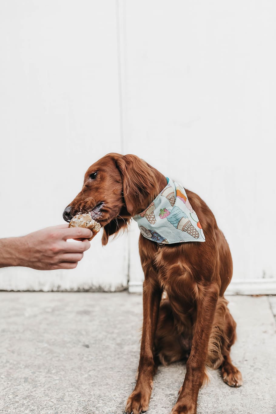 short-coated brown dog, cake, hand, bandana, fashion, style, fur