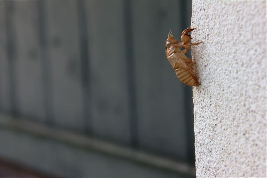 italy, luzzara, bug, summer, cicada, insect, chrysalis, exoskeleton HD wallpaper