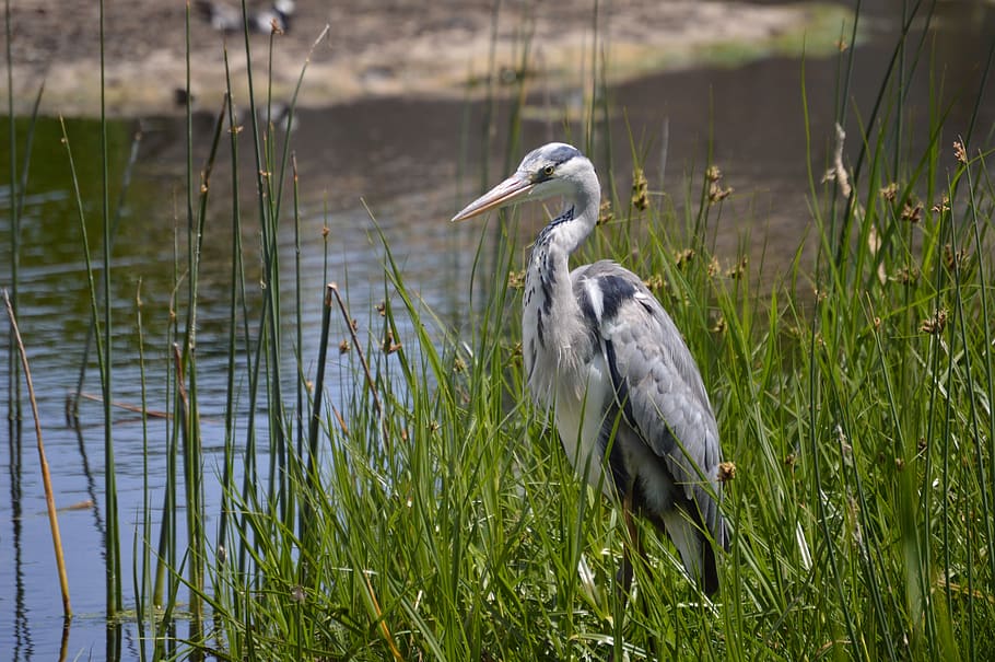 white bird on green grass, animal, stork, heron, waterfowl, south africa HD wallpaper