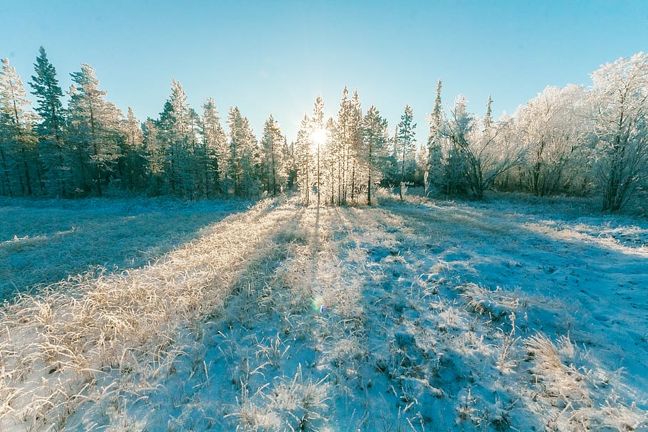 Landscape Photo of Sun Raise Through Green Leaf Trees, cold, daylight HD wallpaper
