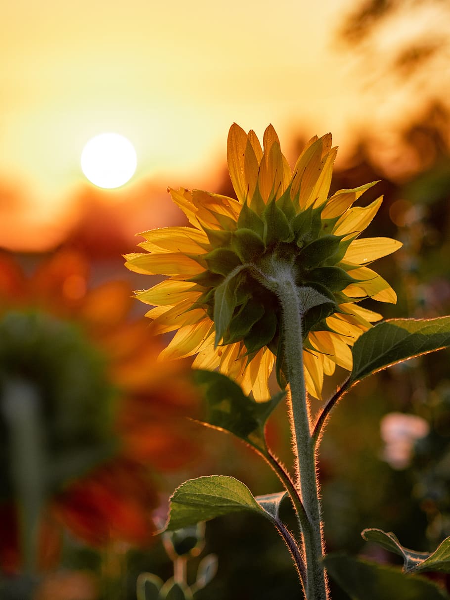 close-up photography of yellow sunflower, stem, petal, nature HD wallpaper