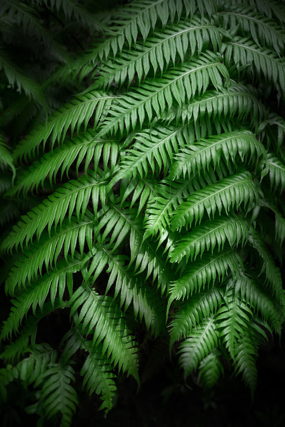 green bipinnate leaf plant, green color, fern, growth, plant part HD wallpaper