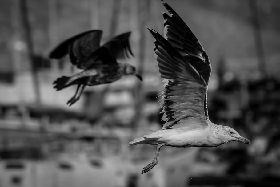 seagull, bird, flight, hout bay, animals in the wild, vertebrate, HD wallpaper