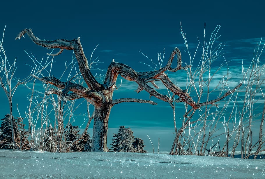 tree, wintry, snow, frost, cold, icy, mood, landscape, snowy HD wallpaper