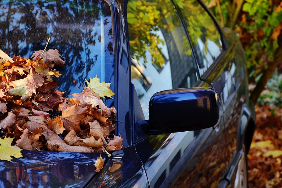 auto, paint, black, leaves, autumn, shine, colorful, fall foliage HD wallpaper