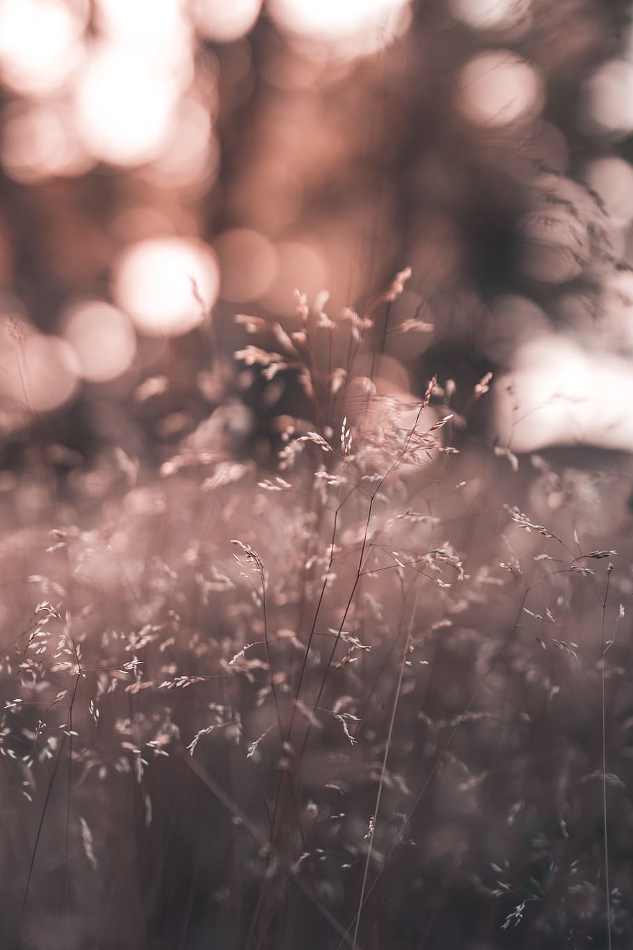 shallow focus photography of plant, field, stem, bokeh, nature HD wallpaper
