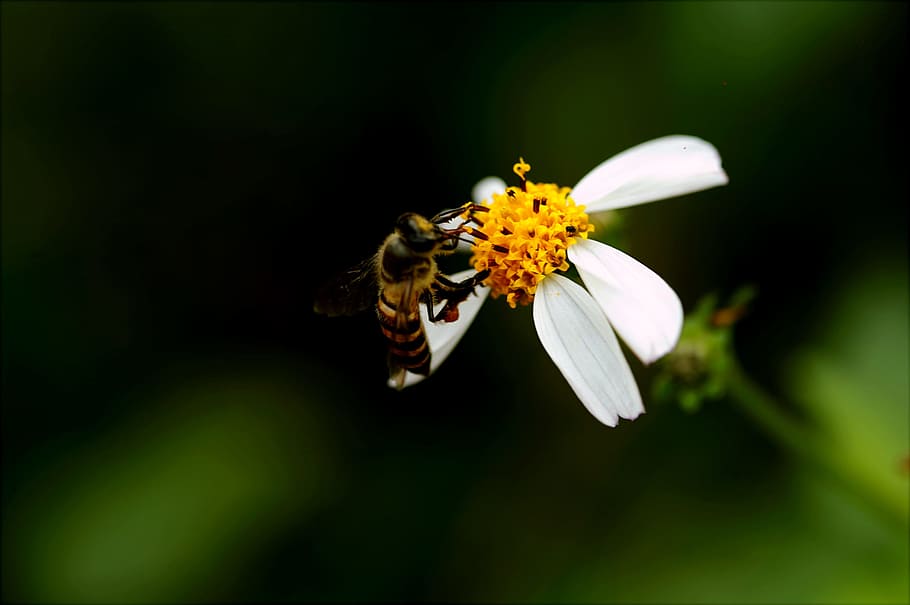 Macro Photography of Bee on White Petal Flower, bloom, blooming HD wallpaper