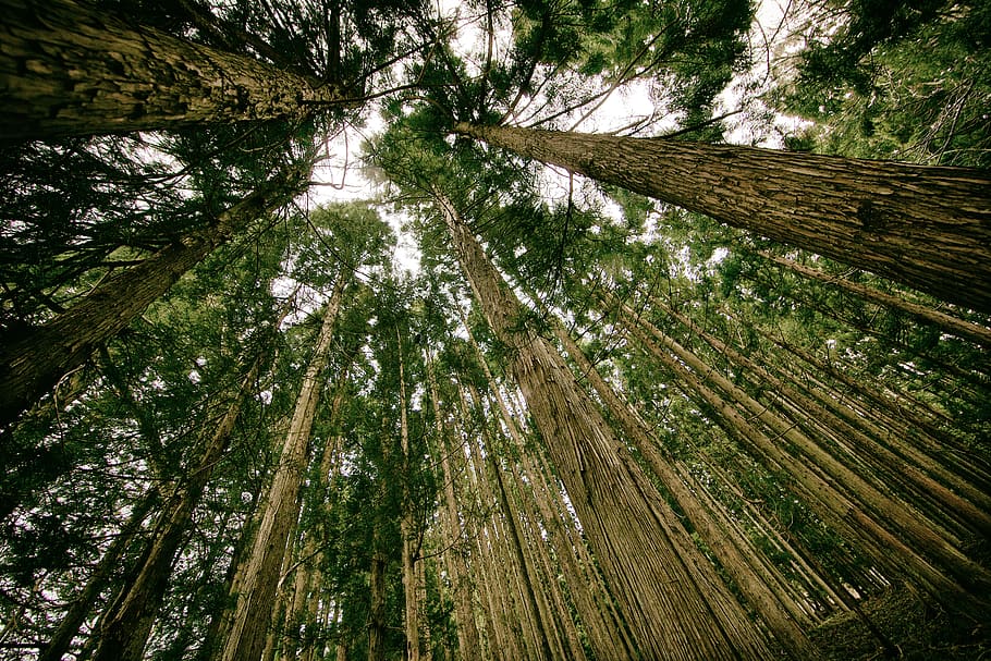 brown and green trees, plant, growth, forest, land, beauty in nature HD wallpaper