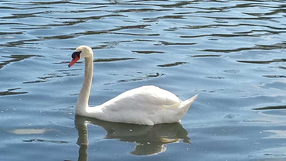 canada, toronto, high park, bird, water, animal, lake, calm HD wallpaper