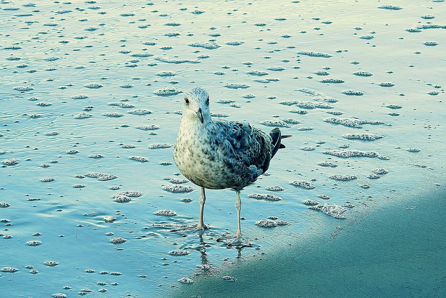 beach, common tern, sand, sea, bird, animal themes, animal wildlife HD wallpaper