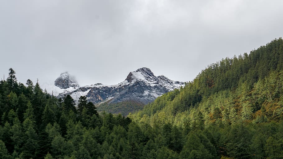 mountain ranges and trees, plant, abies, fir, nature, conifer HD wallpaper