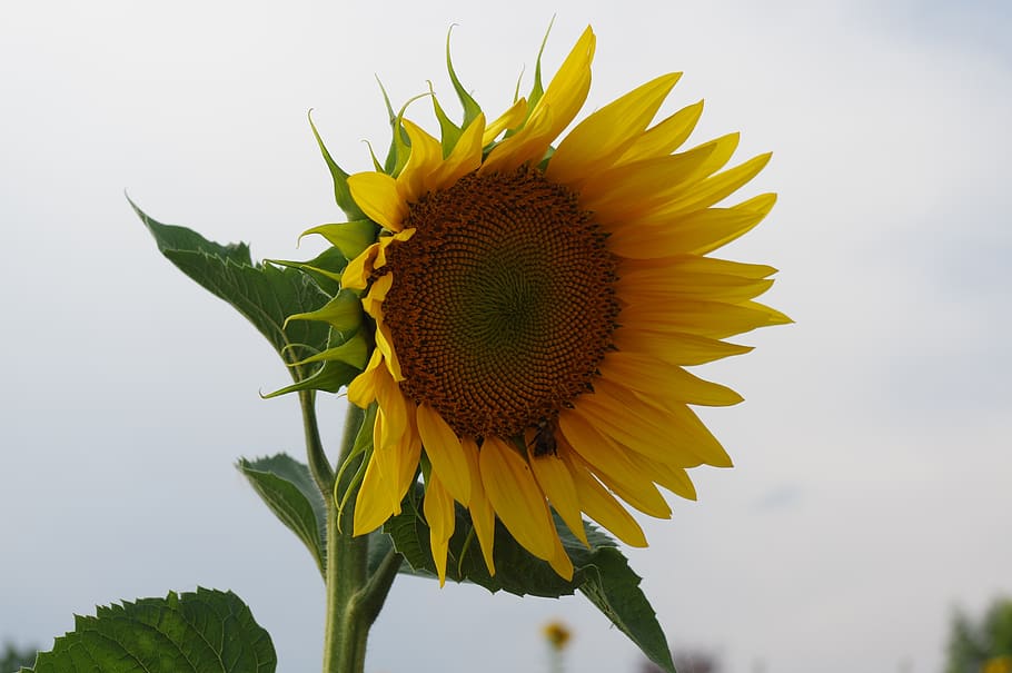 sunflower, bees, flowering plant, yellow, flower head, freshness HD wallpaper
