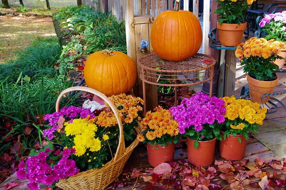 halloween display, flowers, autumn, fall, pot, season, floral, HD wallpaper
