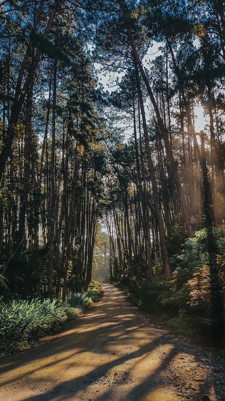 plant, tree, path, vegetation, road, nature, outdoors, abies HD wallpaper