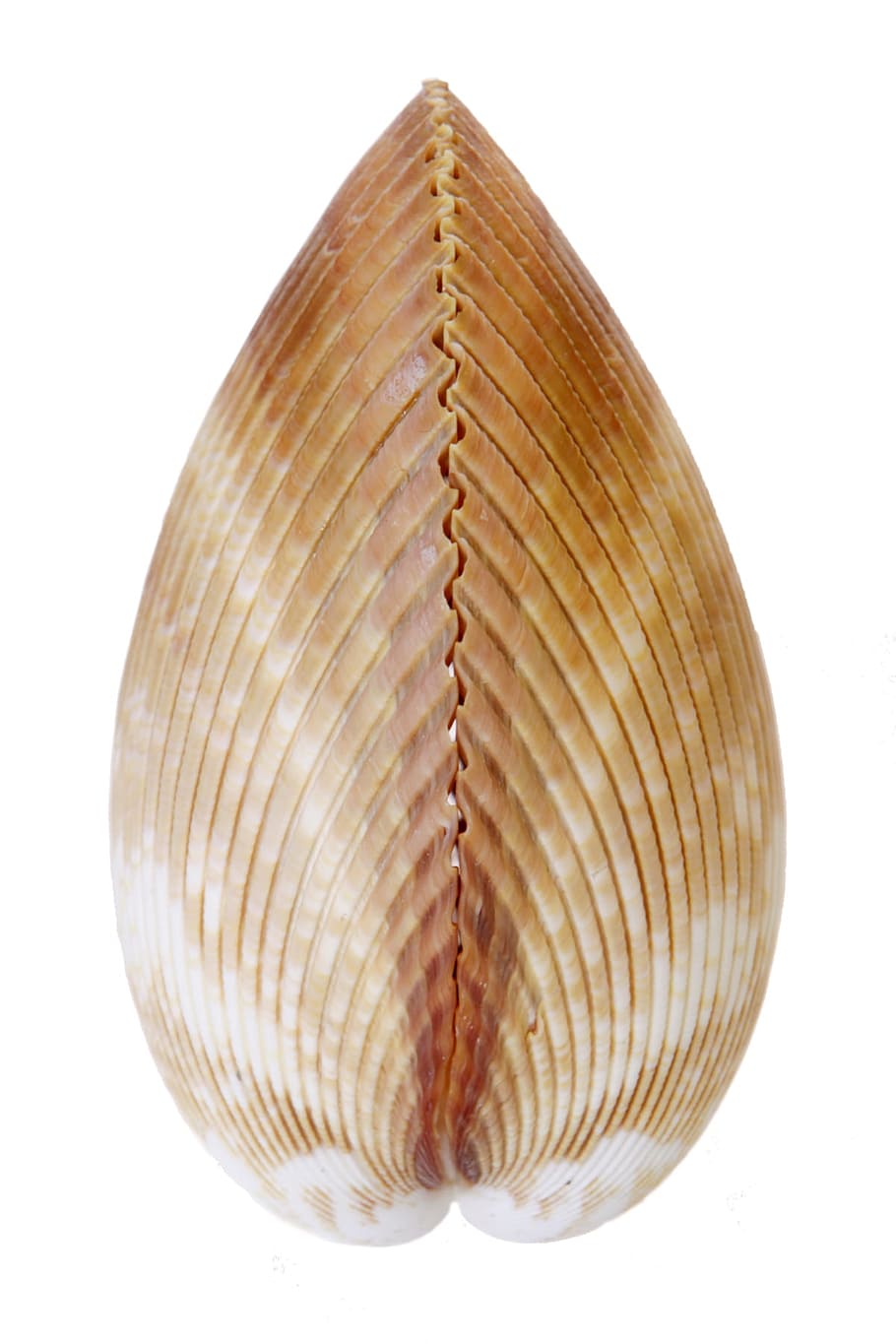 bone, close-up, closeup, coast, coastline, cockle-shell, conch HD wallpaper