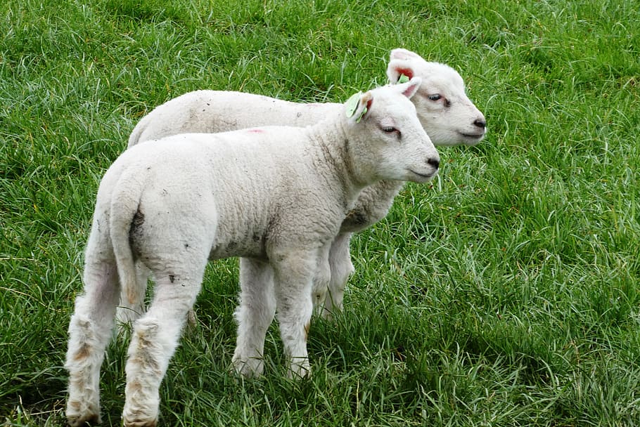 lambs, pasture, spring, young, animals, sheep, frolic, farm animal HD wallpaper