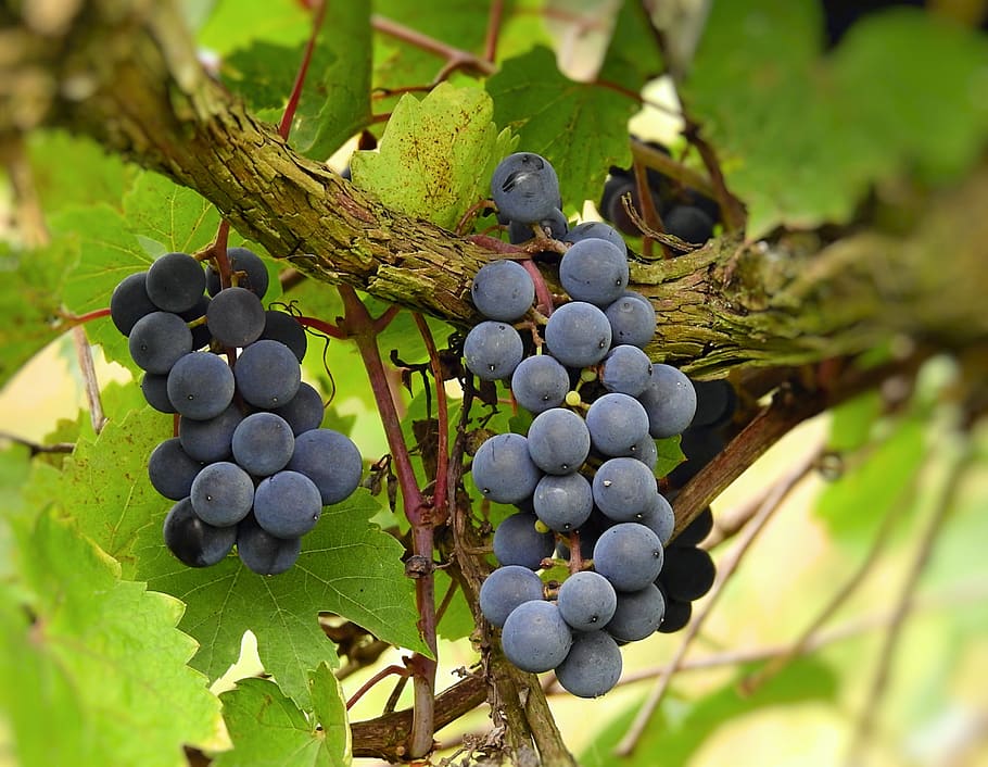 vines, grapes, fruit, mature, sweet, healthy eating, food, food and drink HD wallpaper