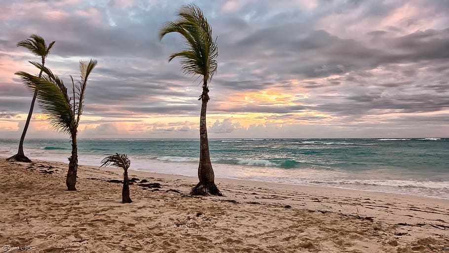 Sea Beside Green Palm Trees, beach, ocean, overcast, sand, seascape HD wallpaper