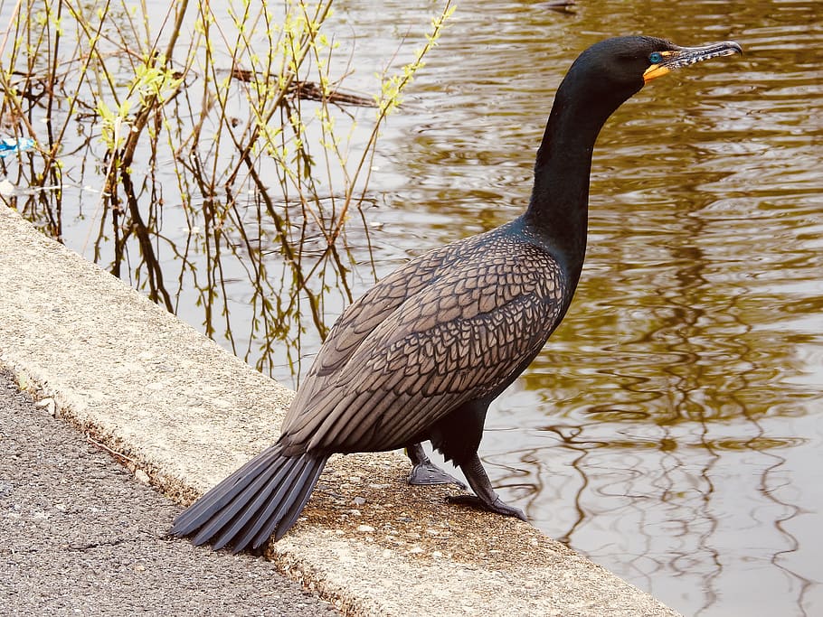 bird-animal-waterfowl-cormorant.jpg