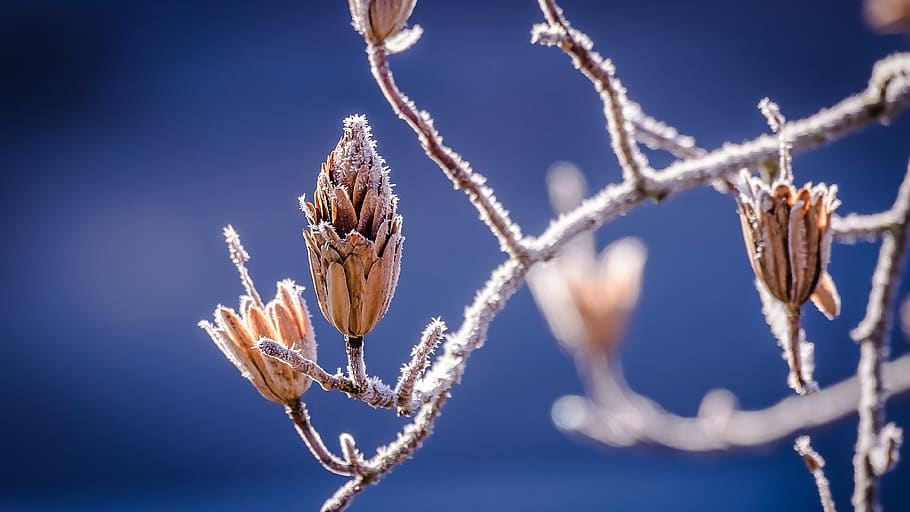 Brown Clustered Flowers during Day Time, branch, bud, cold, frost HD wallpaper