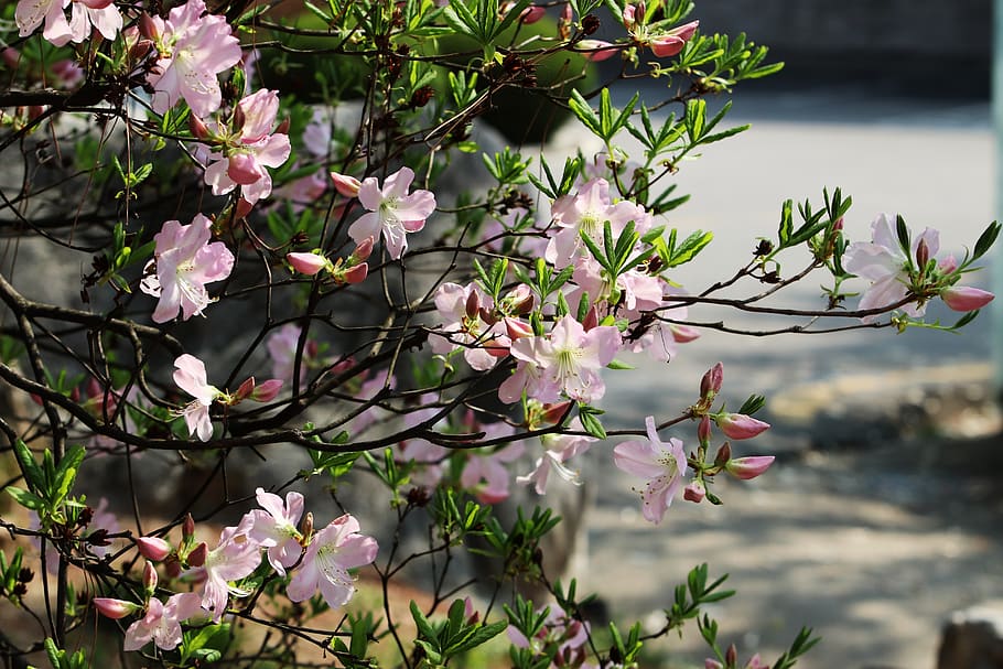 spring, azalea, flowers, nature, plants, garden, petal, april HD wallpaper
