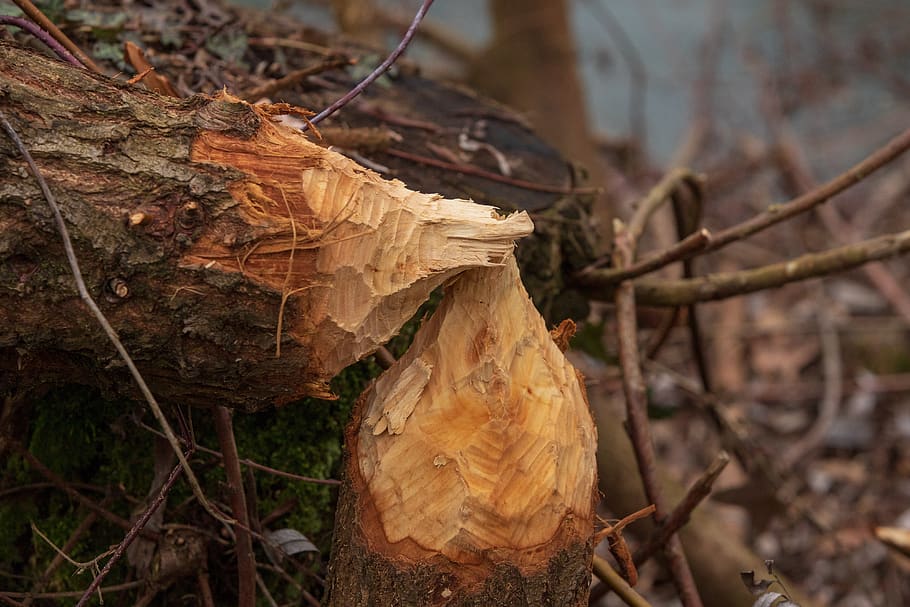 wood, beaver bite, nature, tree, beaver damage, focus on foreground HD wallpaper