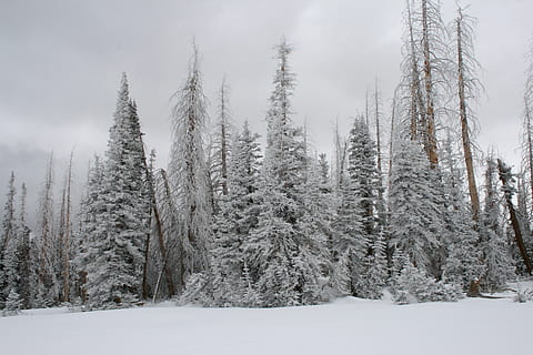 pine trees covered with snow, grey, united states, brian head HD wallpaper