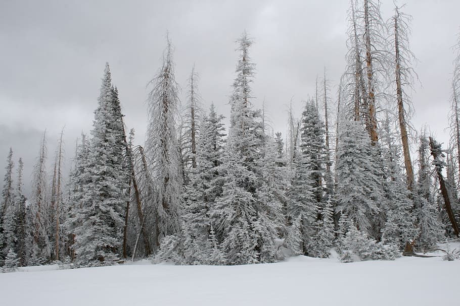 pine trees covered with snow, grey, united states, brian head HD wallpaper