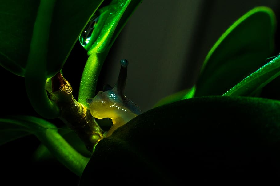 snail, slug, green color, close-up, plant, growth, no people HD wallpaper