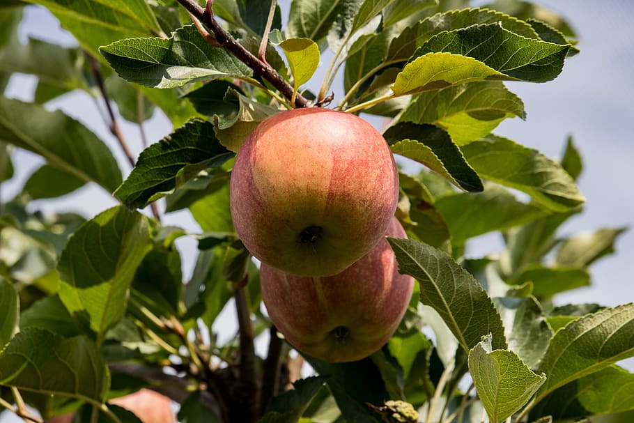apple, apple tree, fruit, kernobstgewaechs, fruit tree, nature HD wallpaper