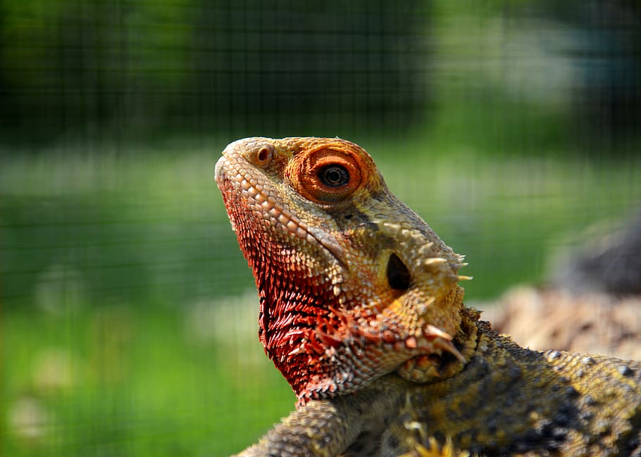 lizard, animal, colour, color, bearded, dragon, beardeddragon