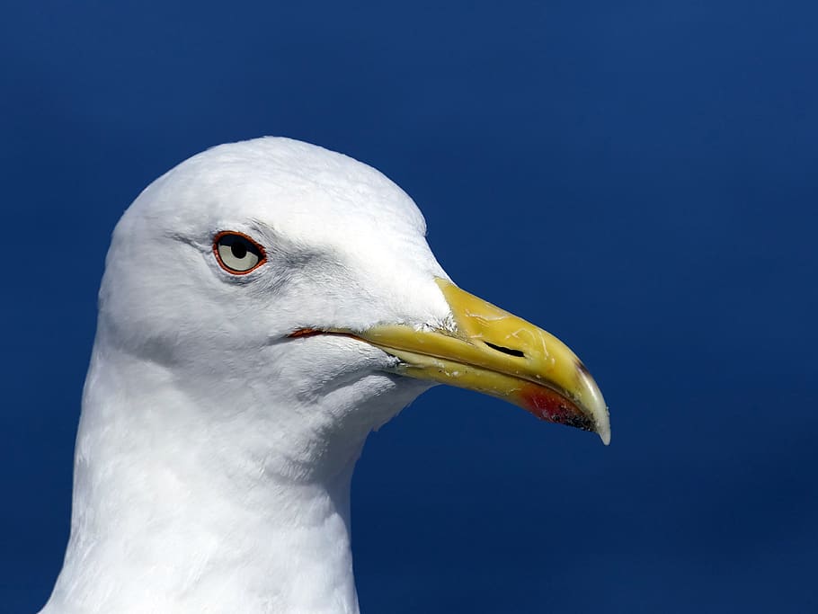 gull, head, portrait, close up, yellow beak, bird, animal, wallpaper HD wallpaper
